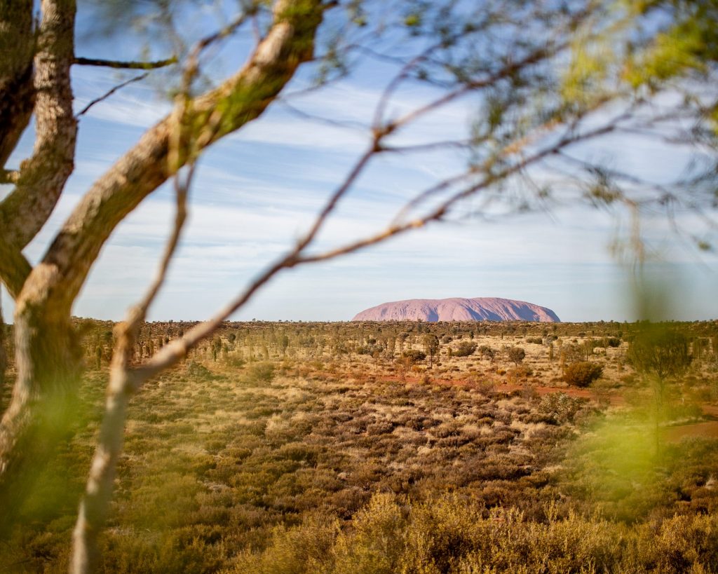 Uluru peeking out from behind some Australian gum trees